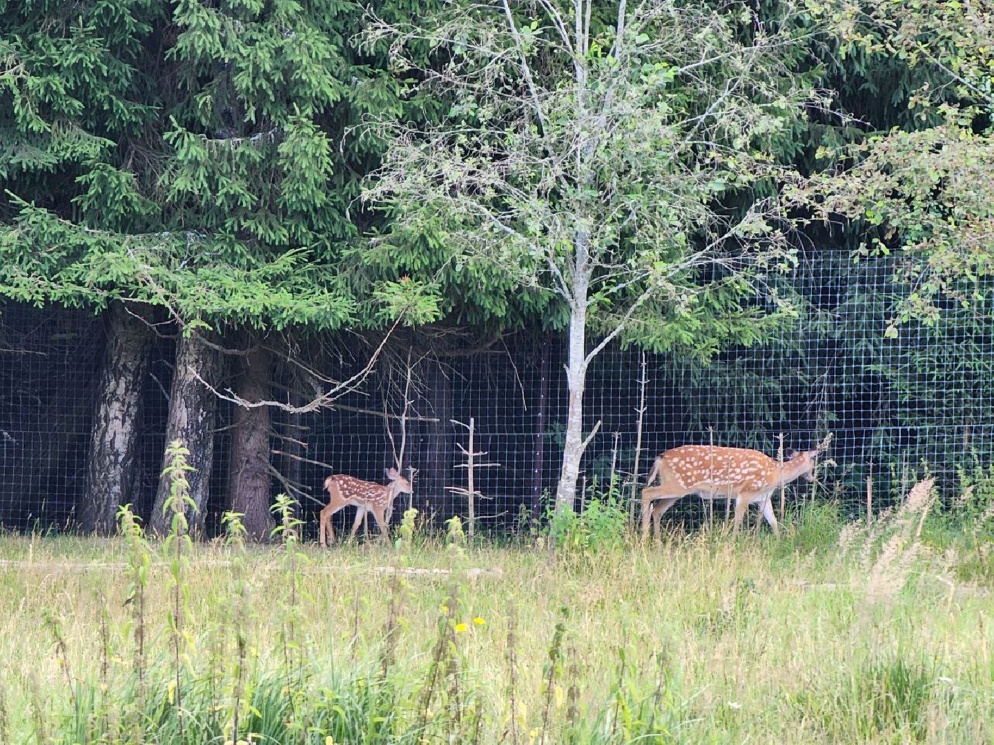 можайск, можайский городской округ, подмосковье, туризм, сафари-парк, потомство, дикие животные, природа,