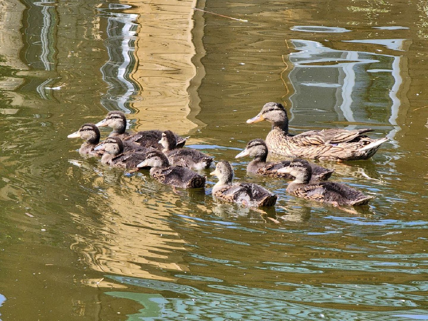можайск, можайский городской округ, подмосковье, туризм, сафари-парк, потомство, дикие животные, природа,