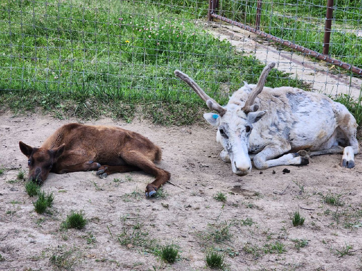 можайск, можайский городской округ, подмосковье, туризм, сафари-парк, потомство, дикие животные, природа,