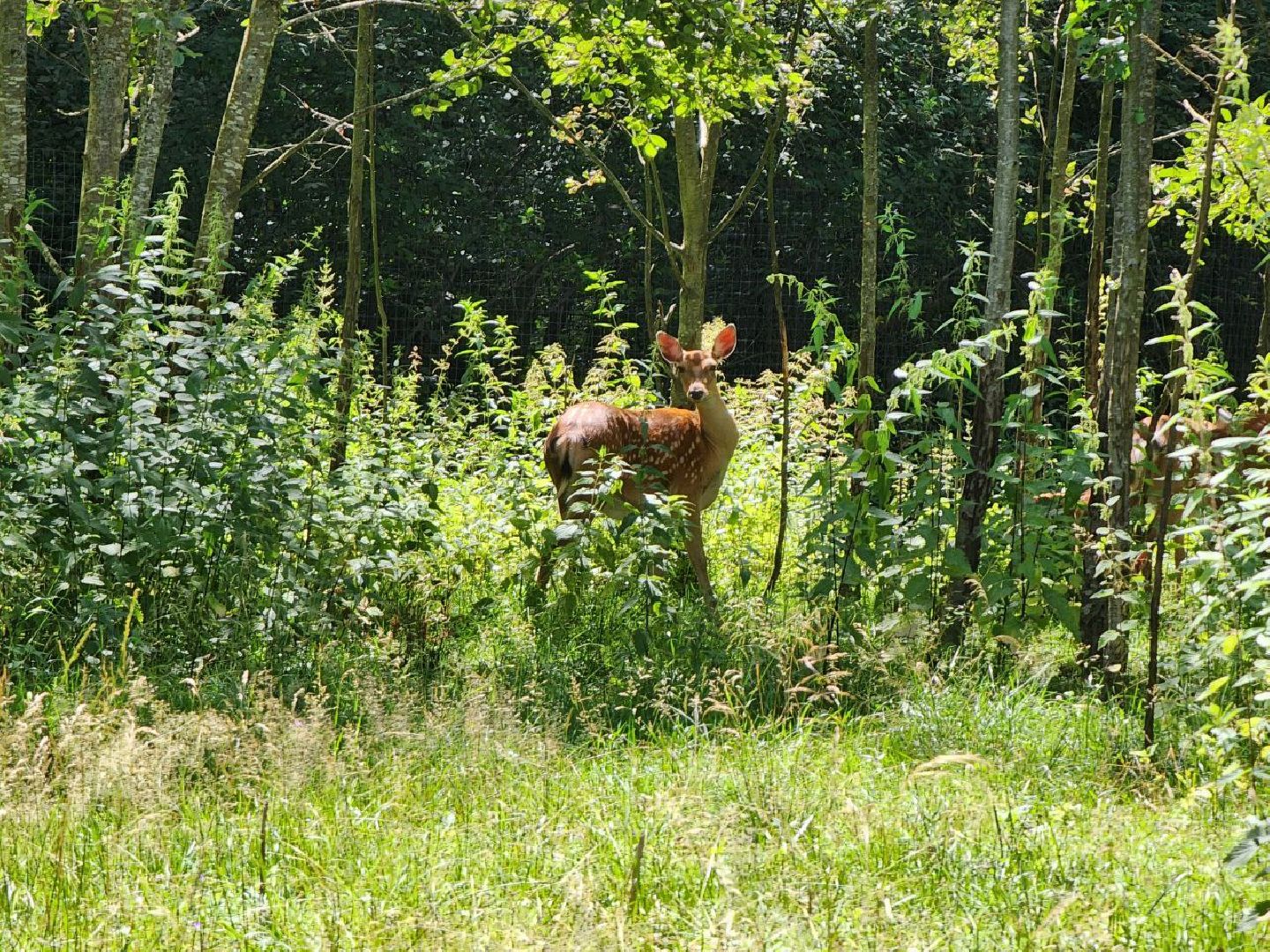 можайск, можайский городской округ, подмосковье, туризм, сафари-парк, потомство, дикие животные, природа,