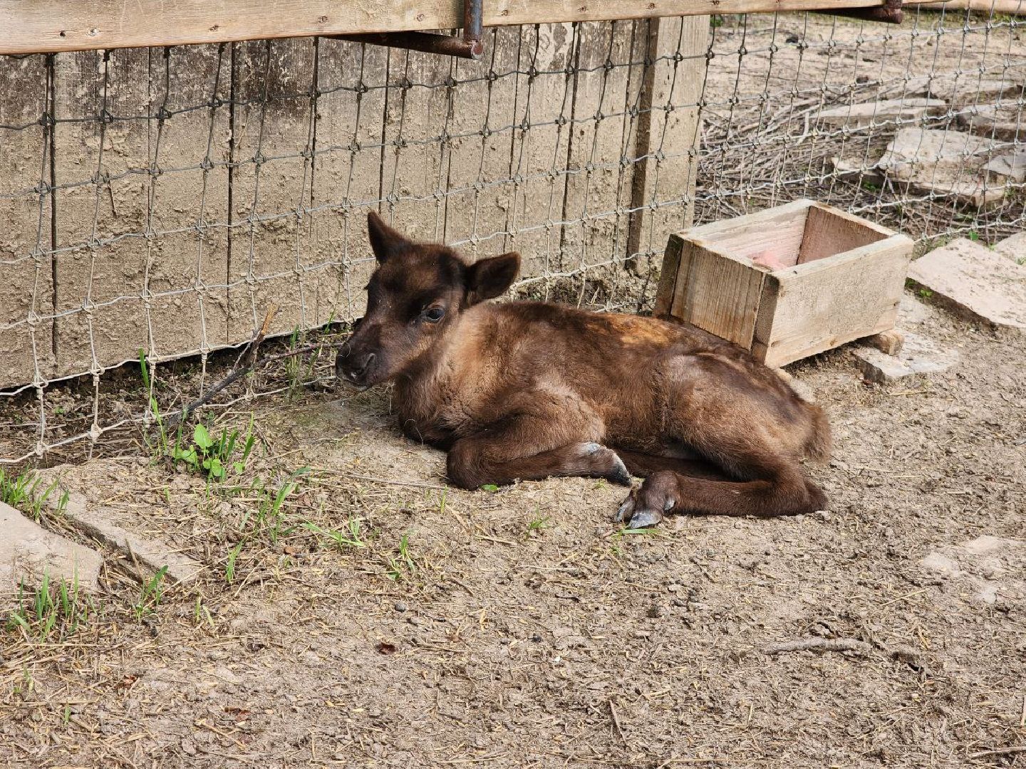 можайск, можайский городской округ, подмосковье, туризм, сафари-парк, потомство, дикие животные, природа,
