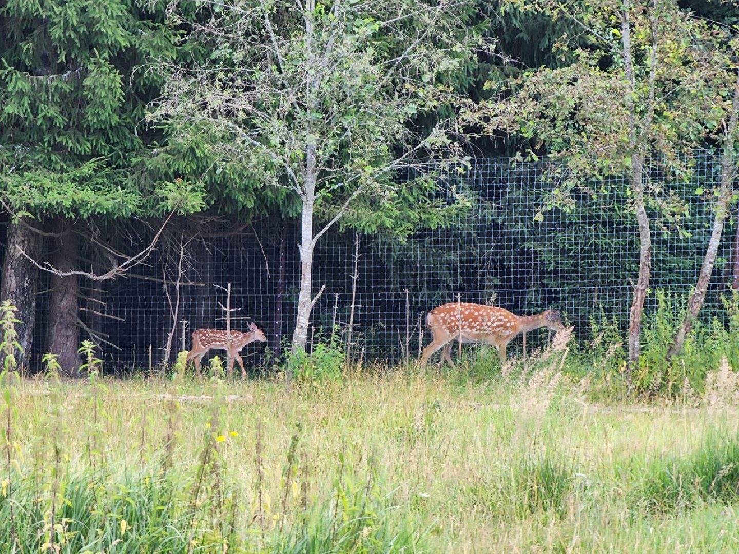 можайск, можайский городской округ, подмосковье, туризм, сафари-парк, потомство, дикие животные, природа,