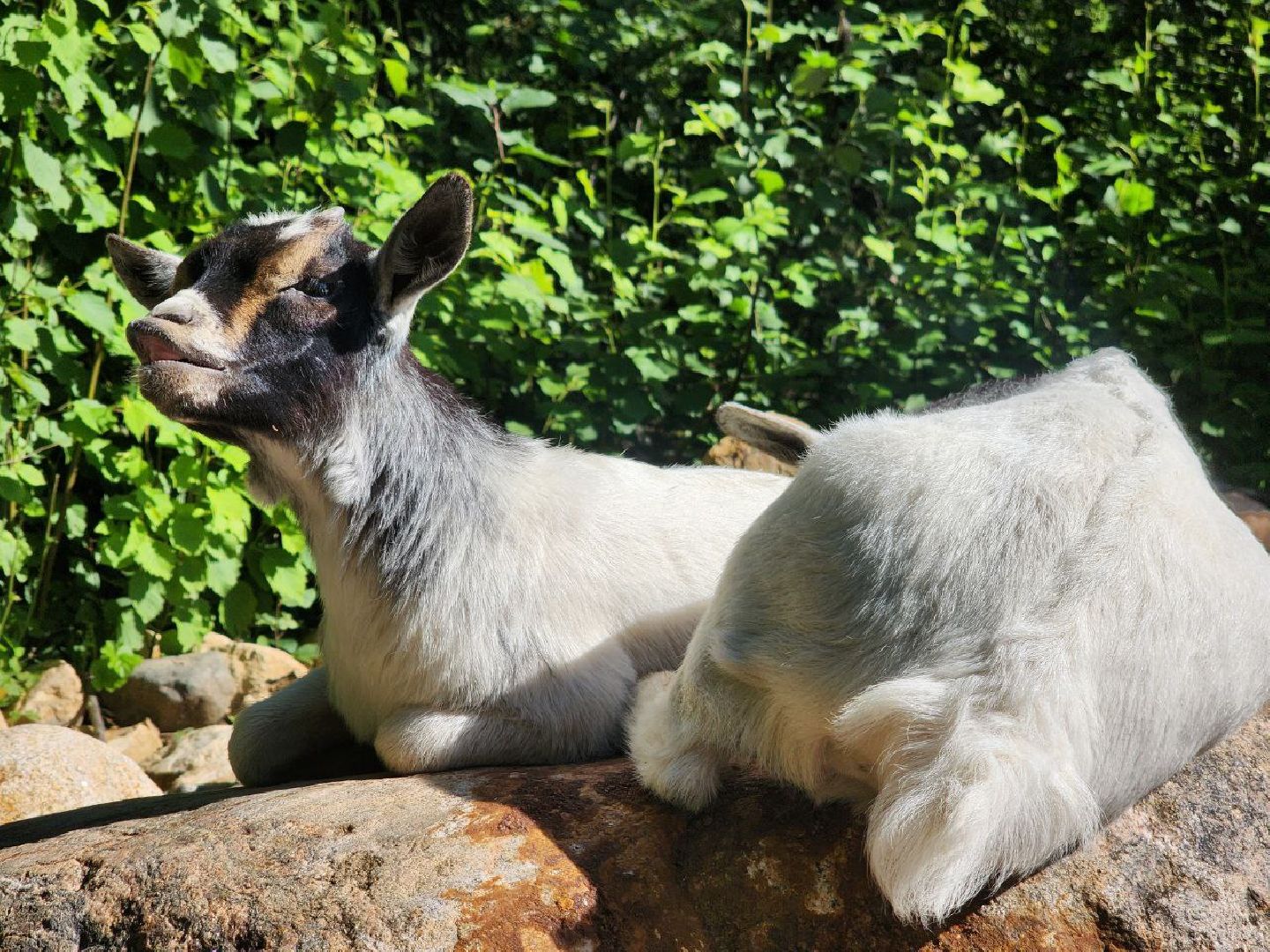 можайск, можайский городской округ, подмосковье, туризм, сафари-парк, потомство, дикие животные, природа,