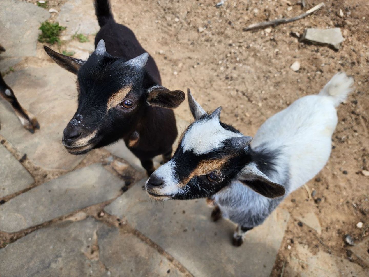 можайск, можайский городской округ, подмосковье, туризм, сафари-парк, потомство, дикие животные, природа,