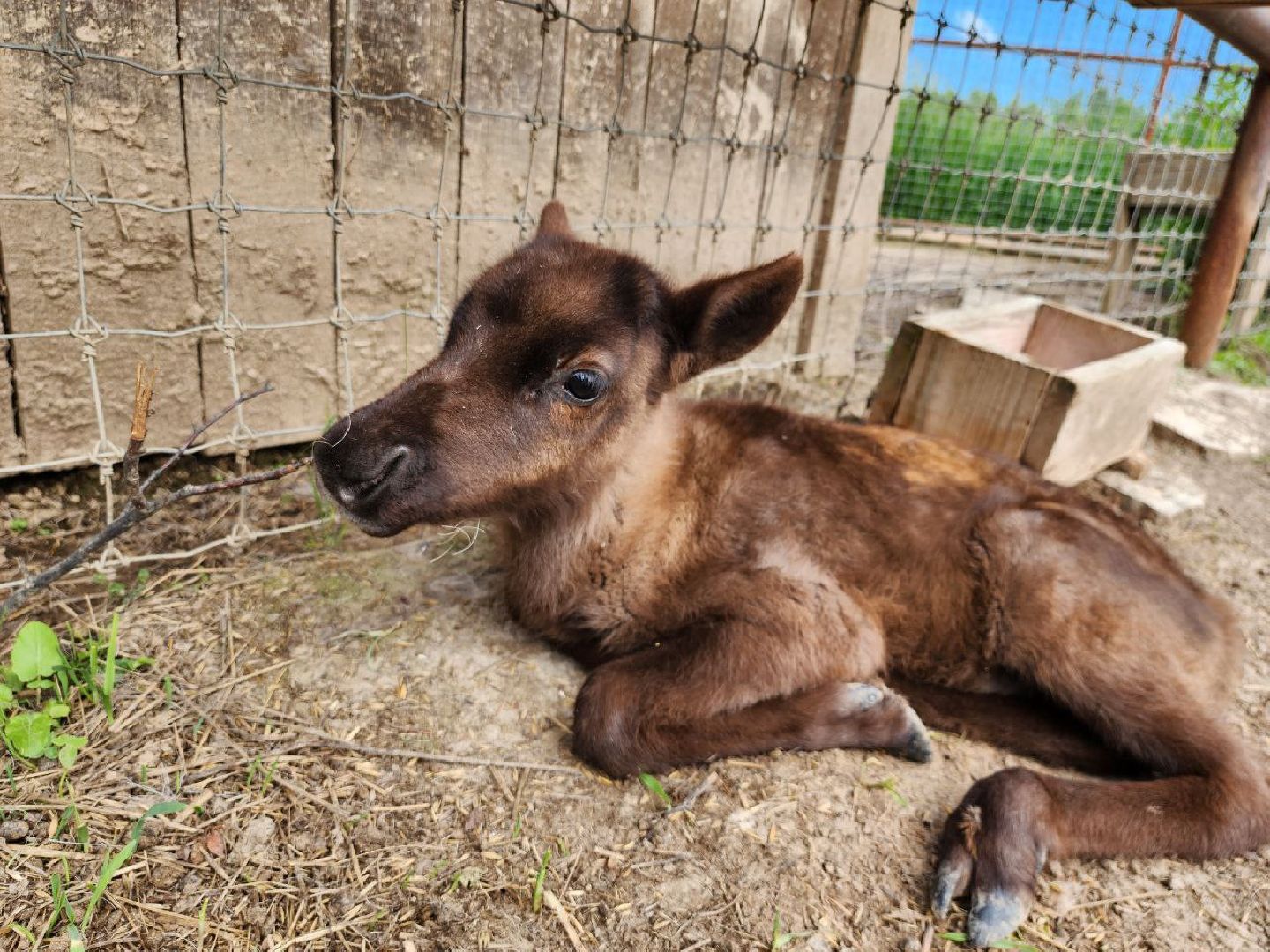 можайск, можайский городской округ, подмосковье, туризм, сафари-парк, потомство, дикие животные, природа,