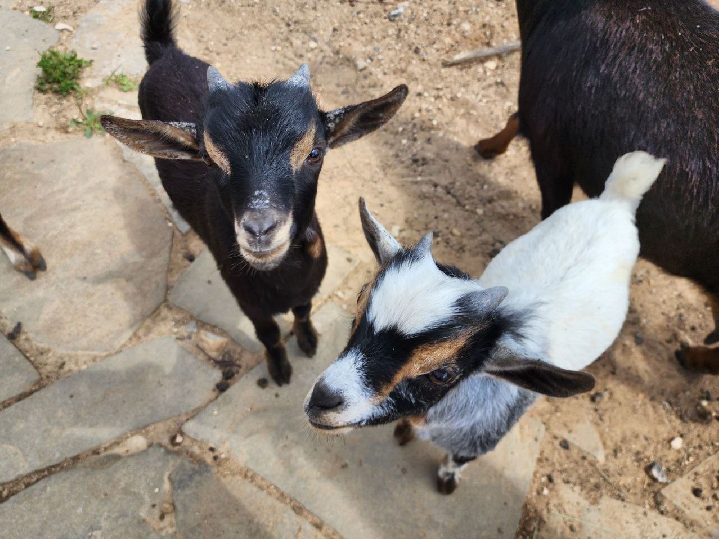 можайск, можайский городской округ, подмосковье, туризм, сафари-парк, потомство, дикие животные, природа,