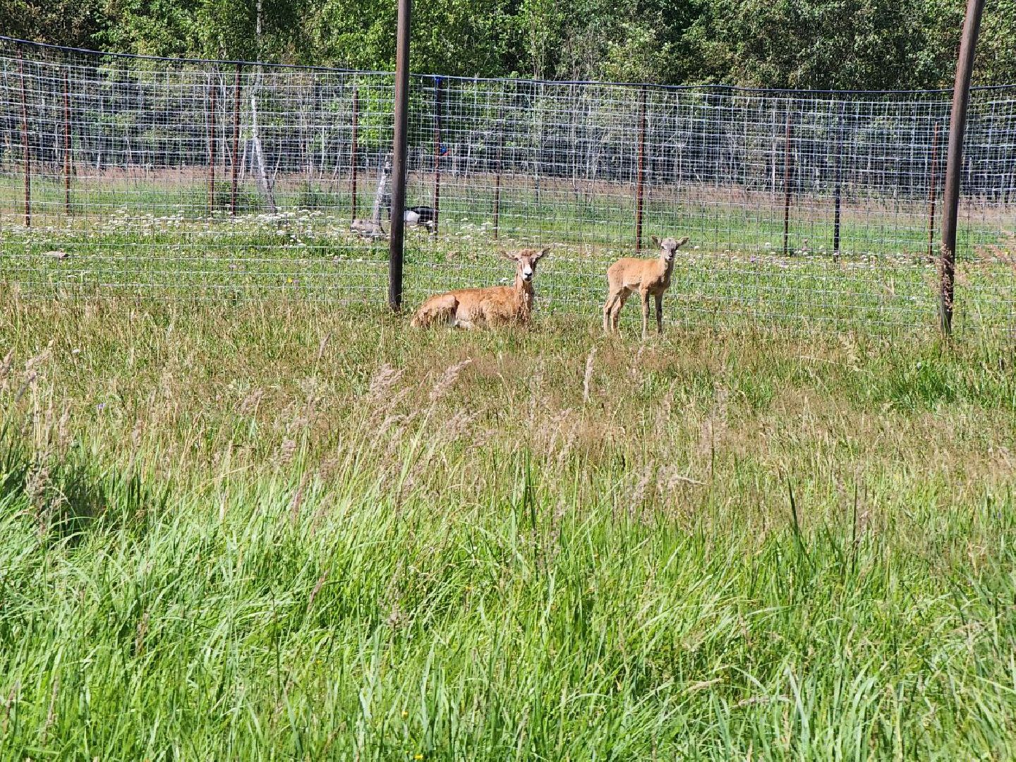 можайск, можайский городской округ, подмосковье, туризм, сафари-парк, потомство, дикие животные, природа,