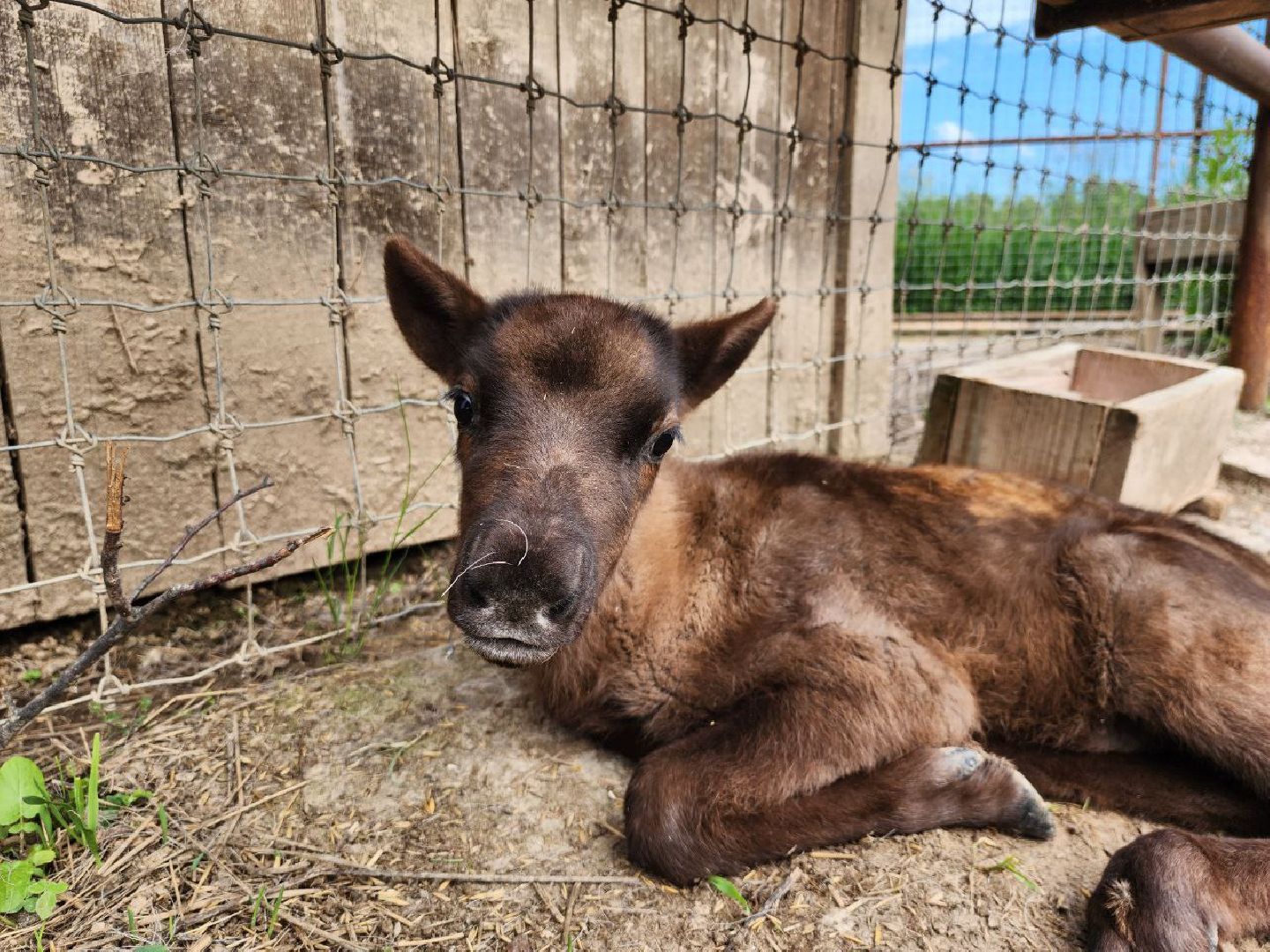 можайск, можайский городской округ, подмосковье, туризм, сафари-парк, потомство, дикие животные, природа,