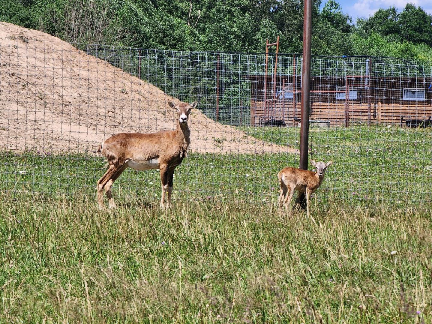 можайск, можайский городской округ, подмосковье, туризм, сафари-парк, потомство, дикие животные, природа,