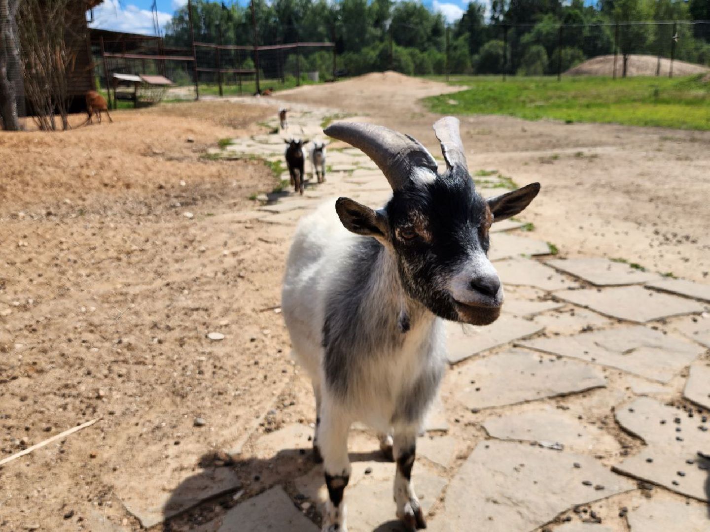 можайск, можайский городской округ, подмосковье, туризм, сафари-парк, потомство, дикие животные, природа,