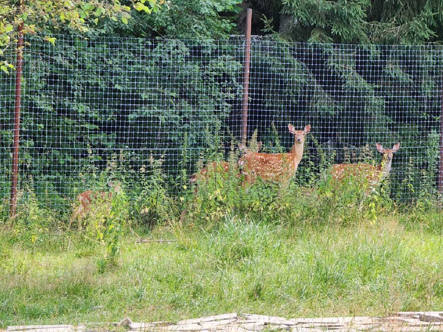 можайск, можайский городской округ, подмосковье, туризм, сафари-парк, потомство, дикие животные, природа,