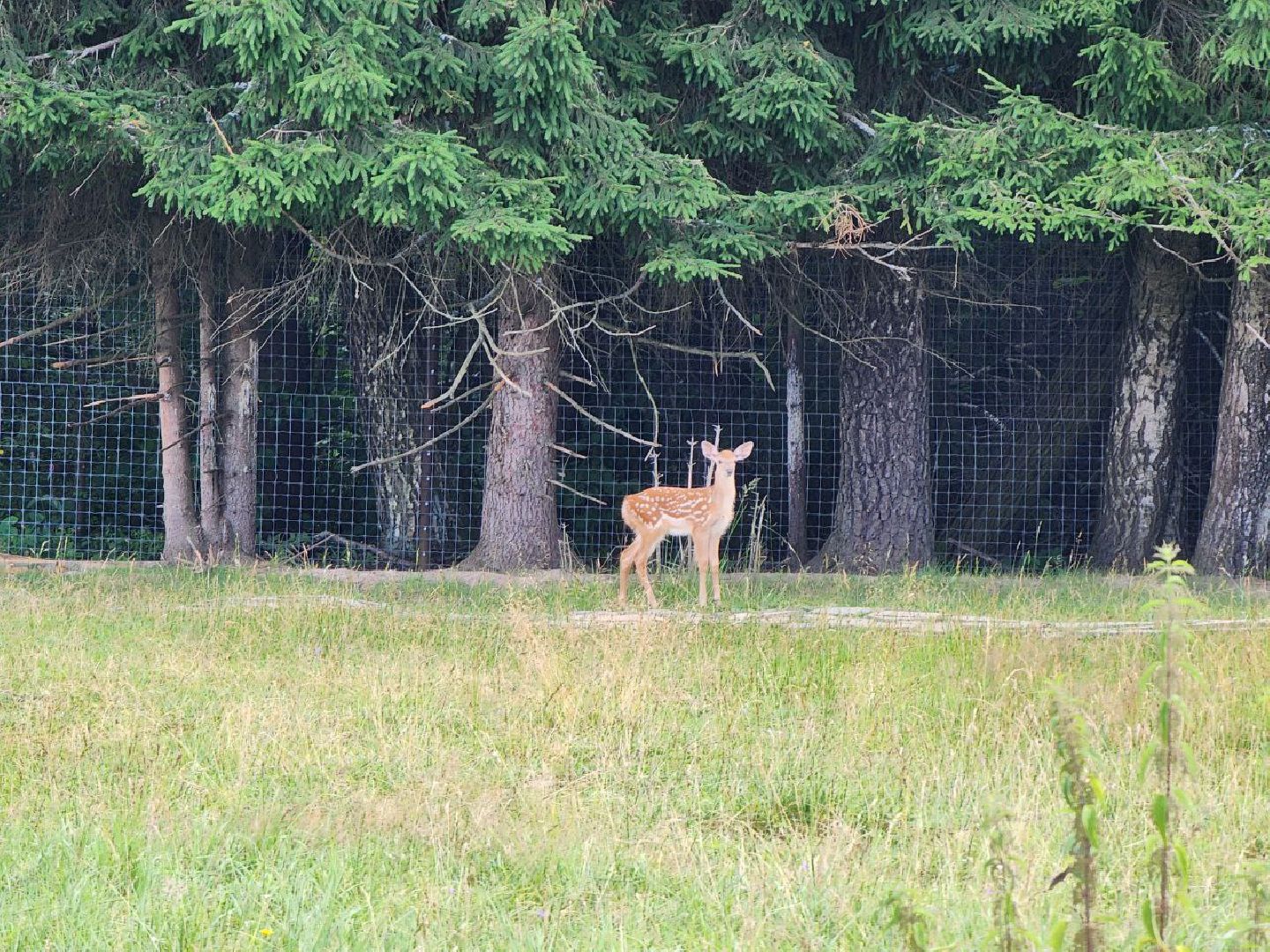 можайск, можайский городской округ, подмосковье, туризм, сафари-парк, потомство, дикие животные, природа,