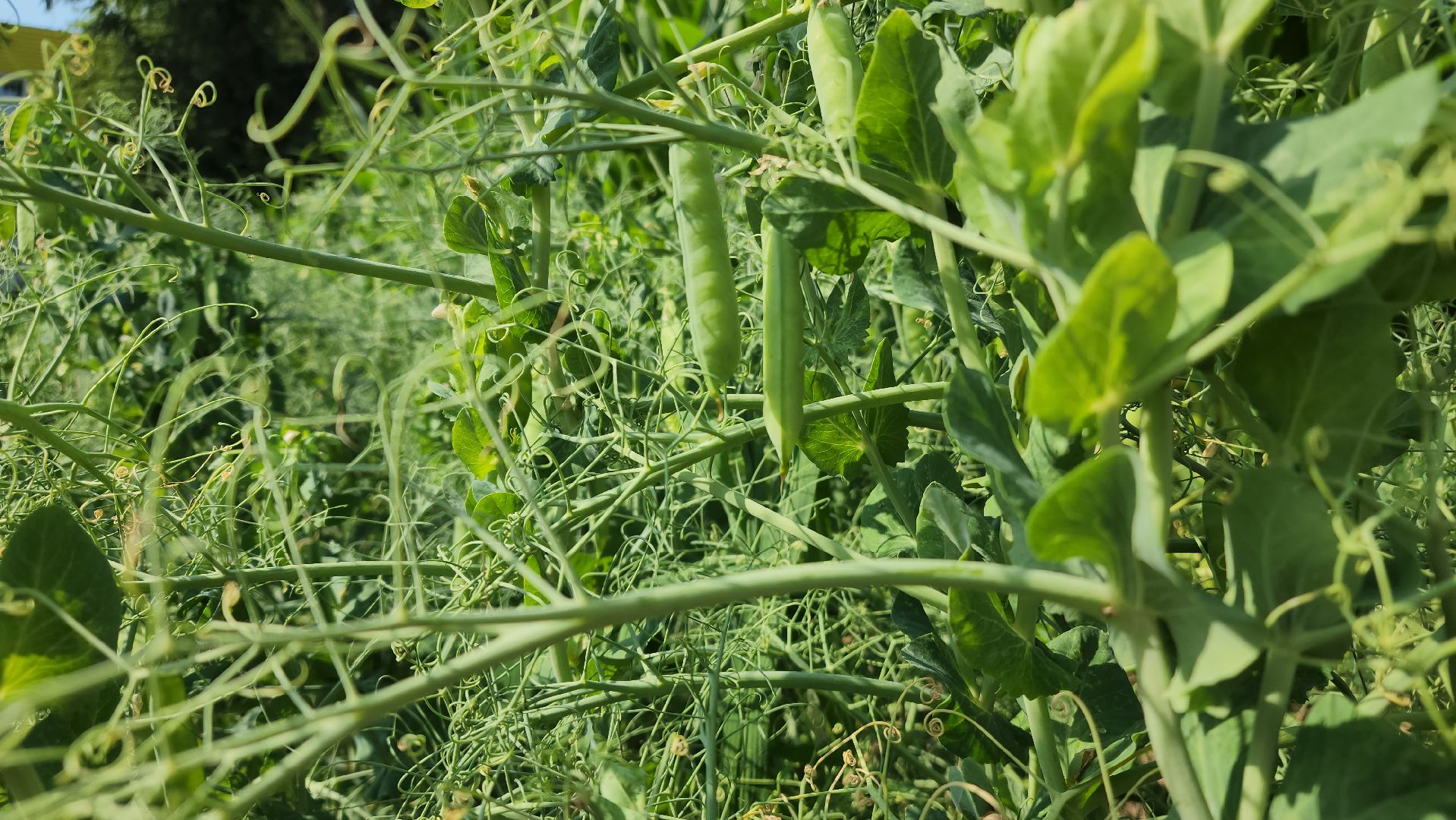 ступино, агроклассы, образование в подмосковье,