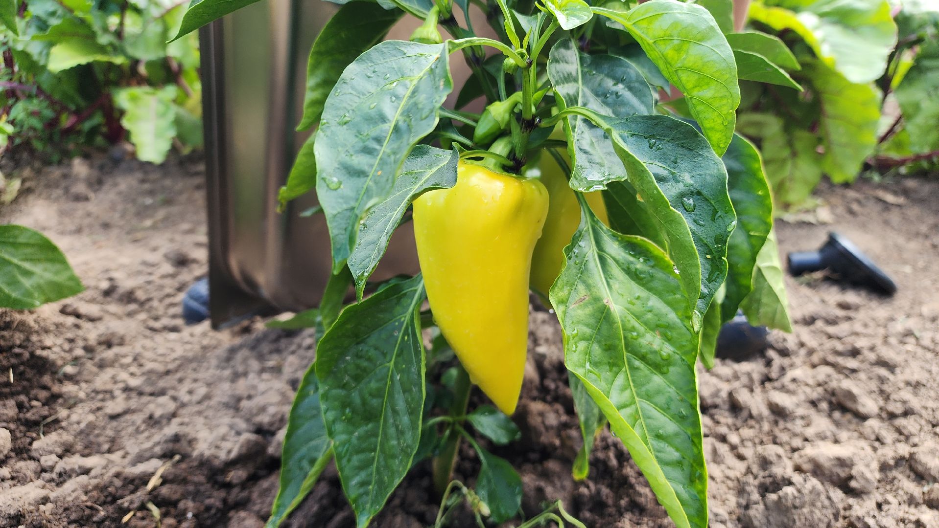 ступино, агроклассы, образование в подмосковье,