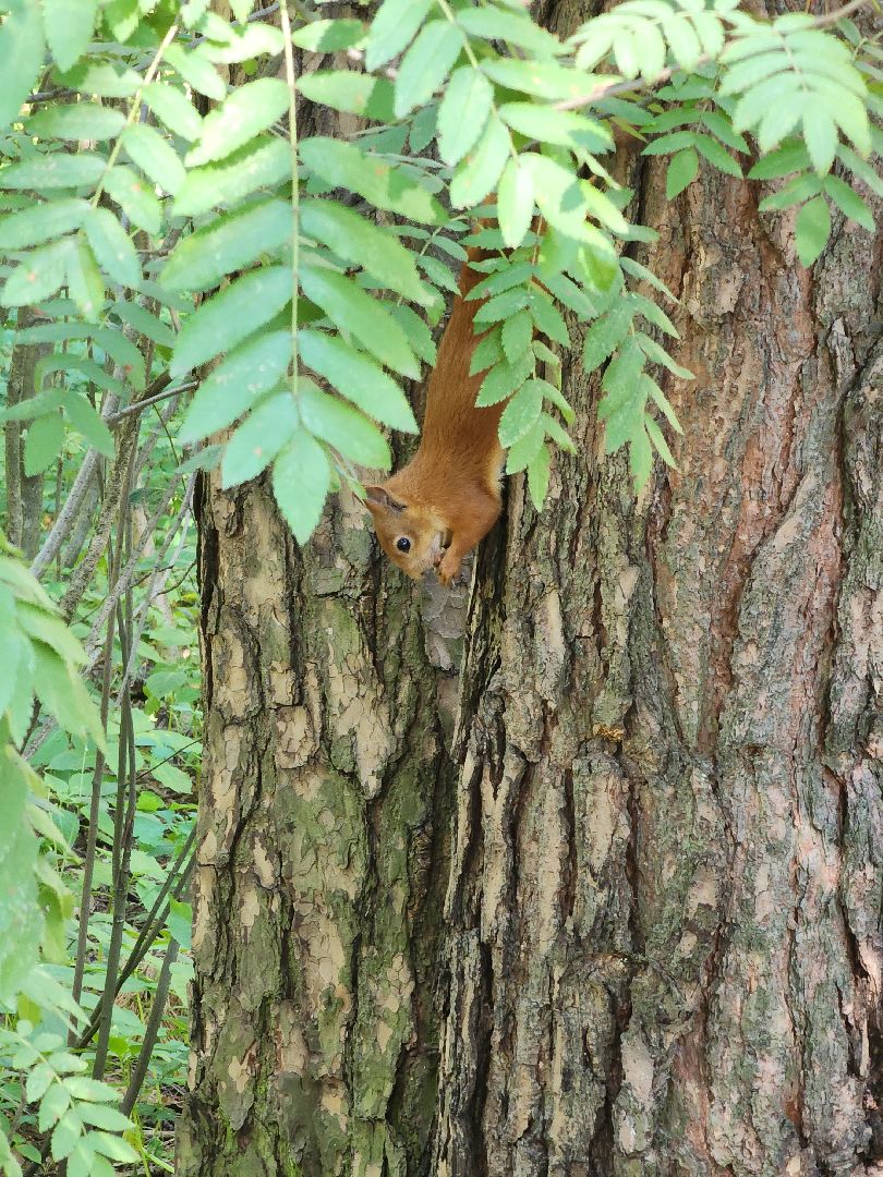 белки, лес, бельчата, Старая Купавна, Богородский городской округ,