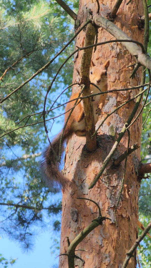 белки, лес, бельчата, Старая Купавна, Богородский городской округ,