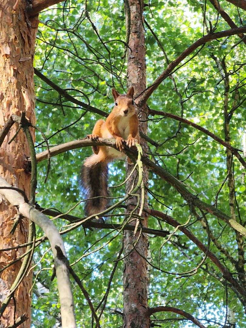 белки, лес, бельчата, Старая Купавна, Богородский городской округ,