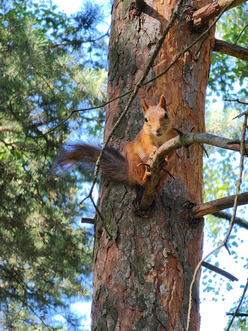белки, лес, бельчата, Старая Купавна, Богородский городской округ,