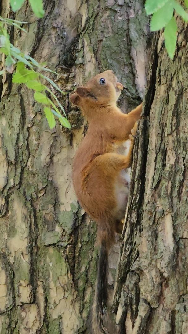 белки, лес, бельчата, Старая Купавна, Богородский городской округ,