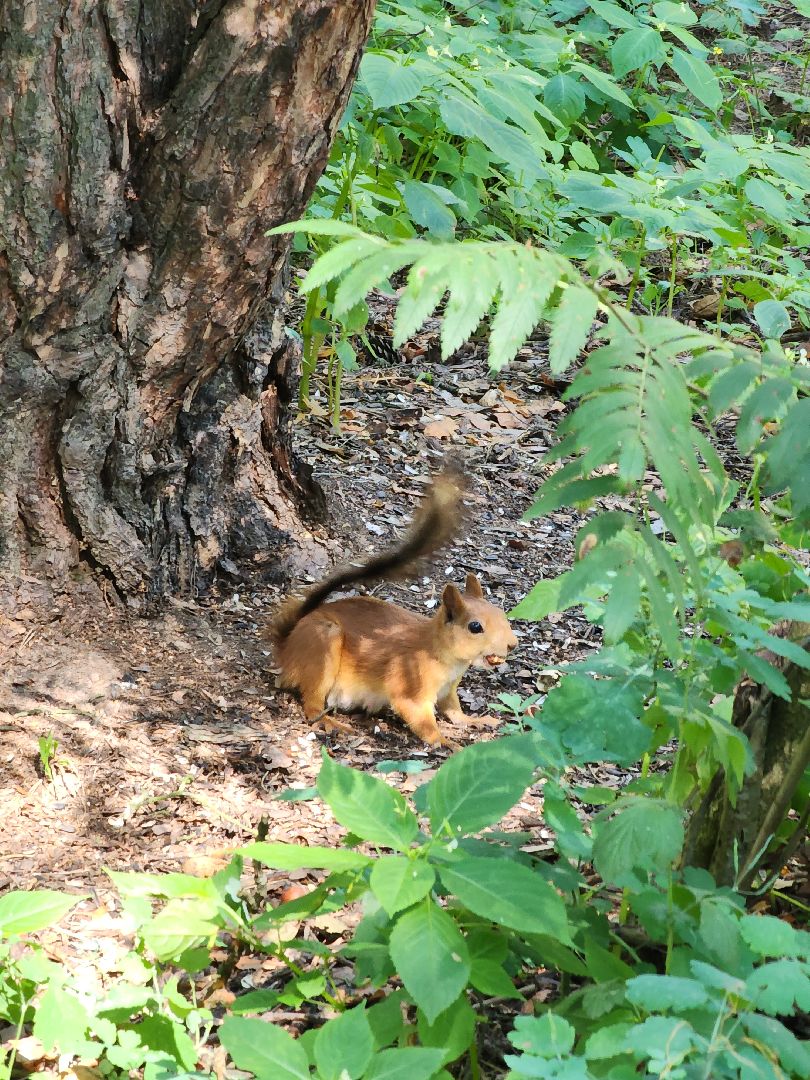 белки, лес, бельчата, Старая Купавна, Богородский городской округ,