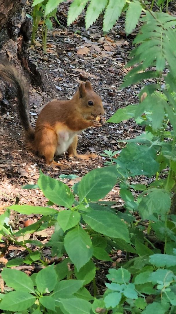 белки, лес, бельчата, Старая Купавна, Богородский городской округ,