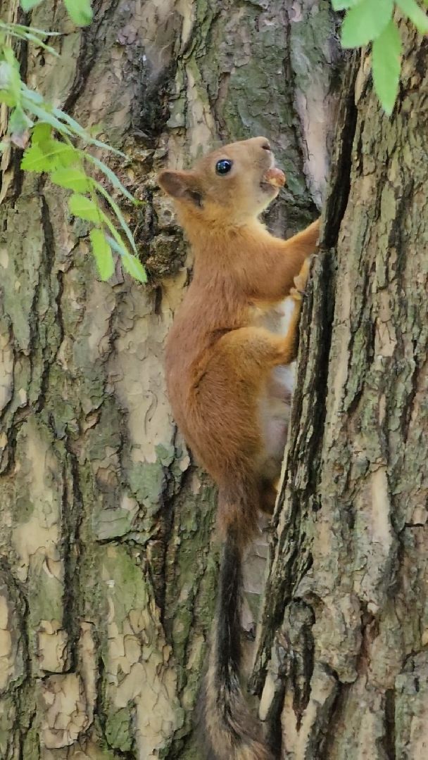 белки, лес, бельчата, Старая Купавна, Богородский городской округ,
