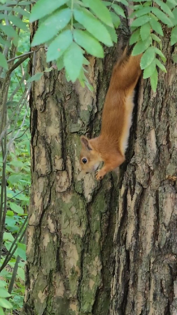 белки, лес, бельчата, Старая Купавна, Богородский городской округ,