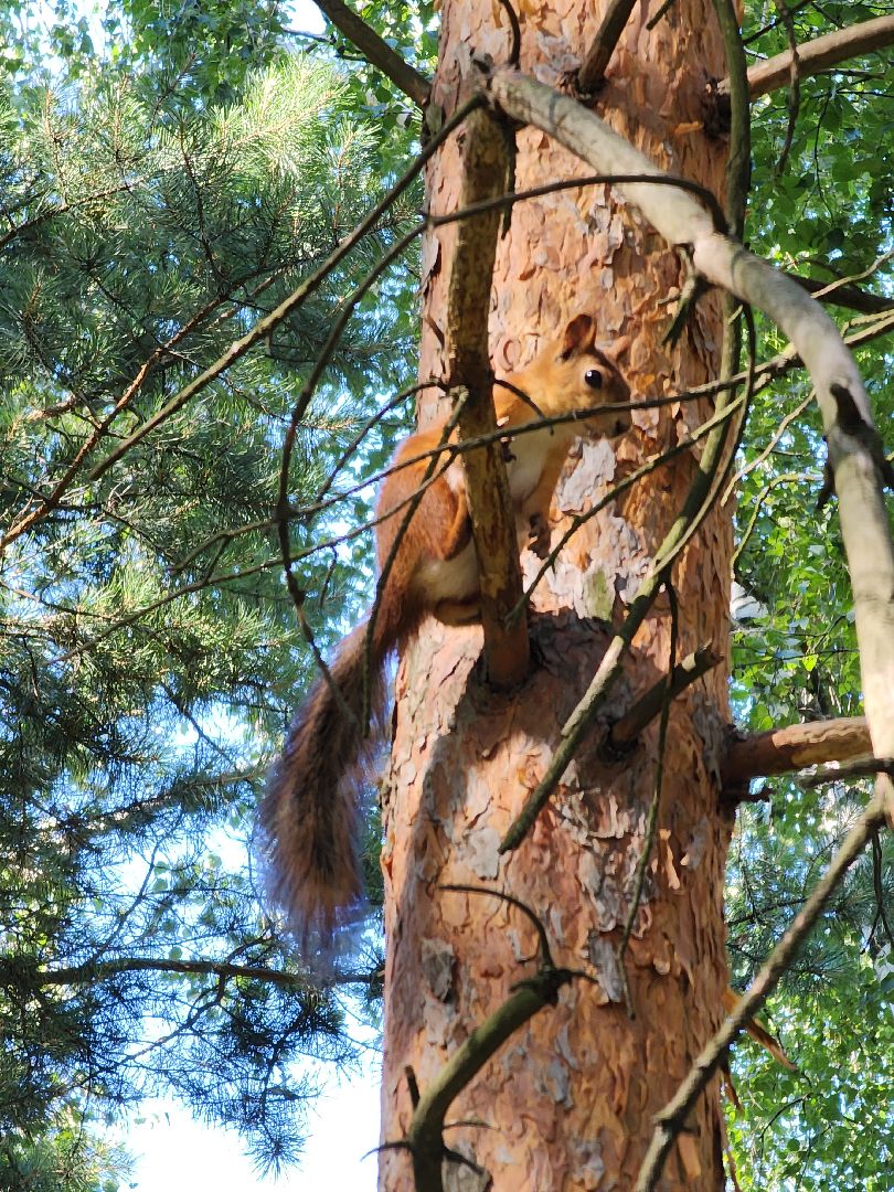 белки, лес, бельчата, Старая Купавна, Богородский городской округ,