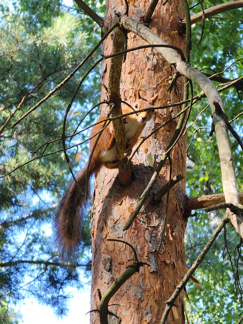 белки, лес, бельчата, Старая Купавна, Богородский городской округ,