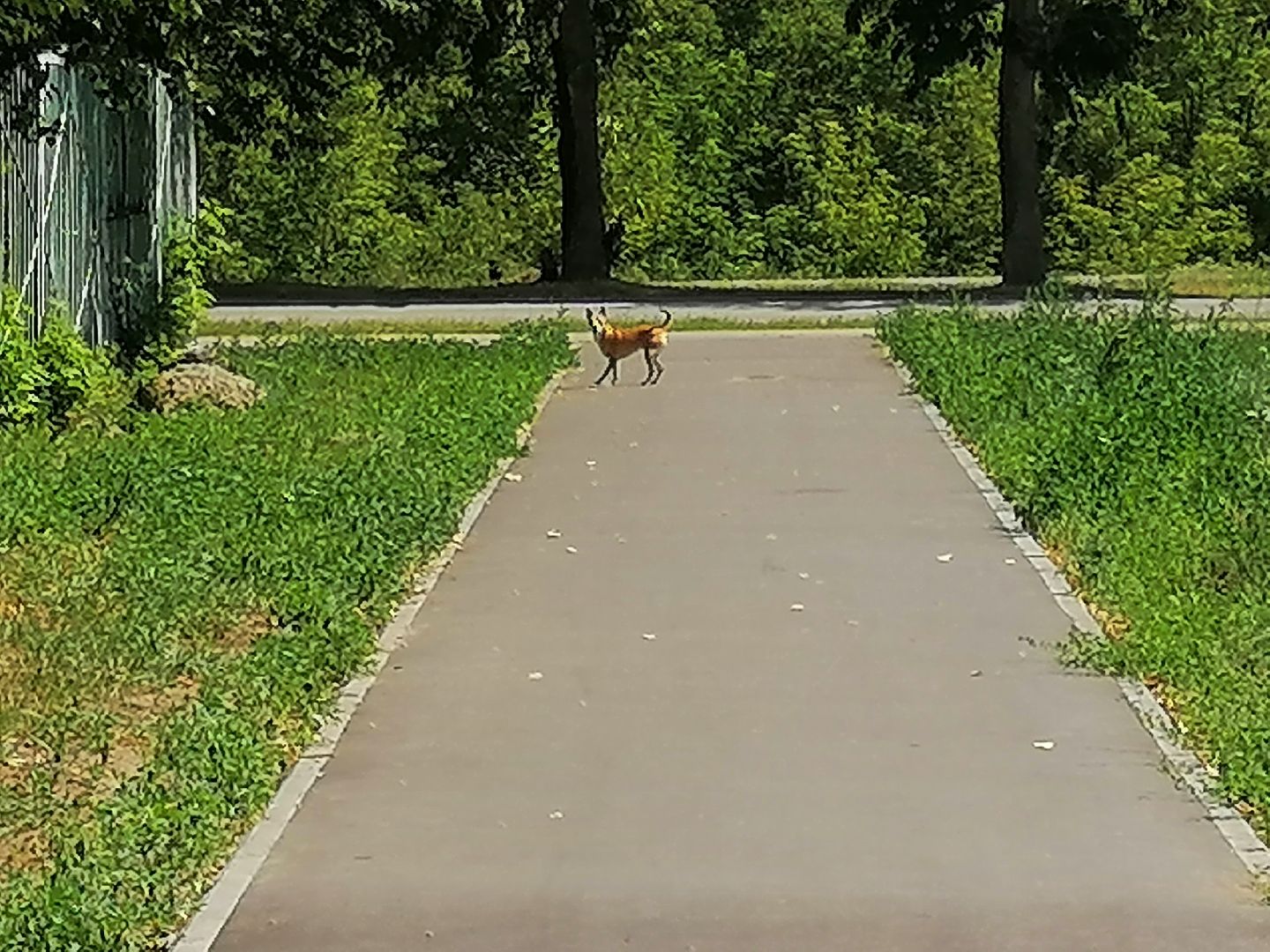 пешком, орехово-зуевский округ, благоуйстройство,
