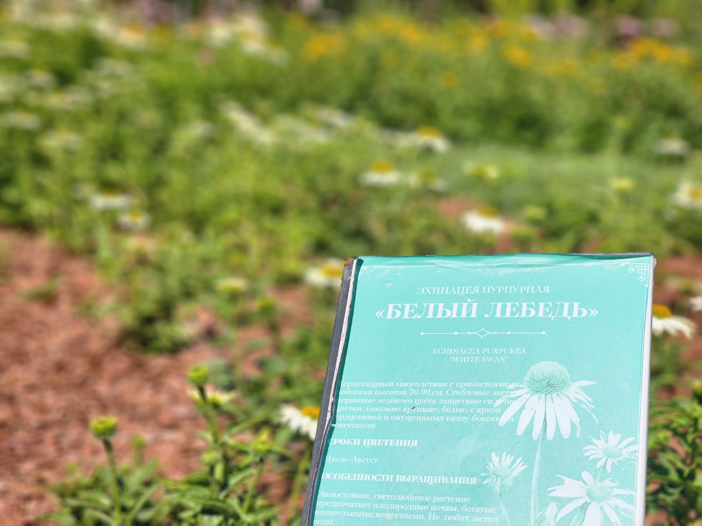 воскресенск, парк кривякино, цветы,