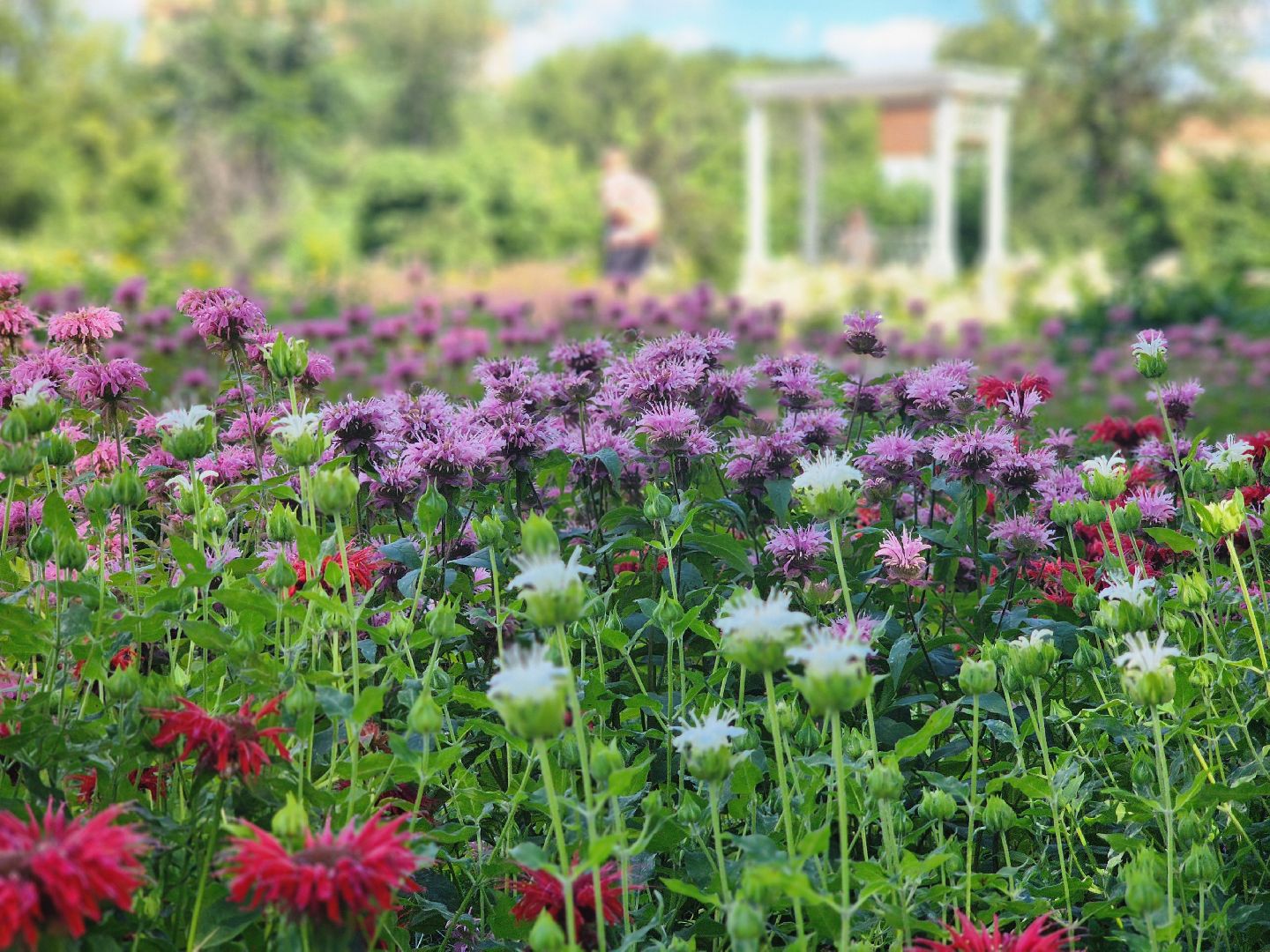 воскресенск, парк кривякино, цветы,