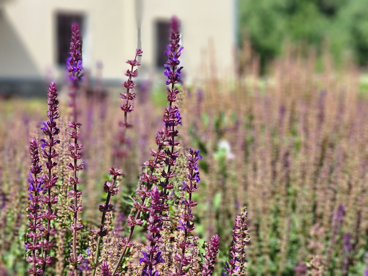 воскресенск, парк кривякино, цветы,
