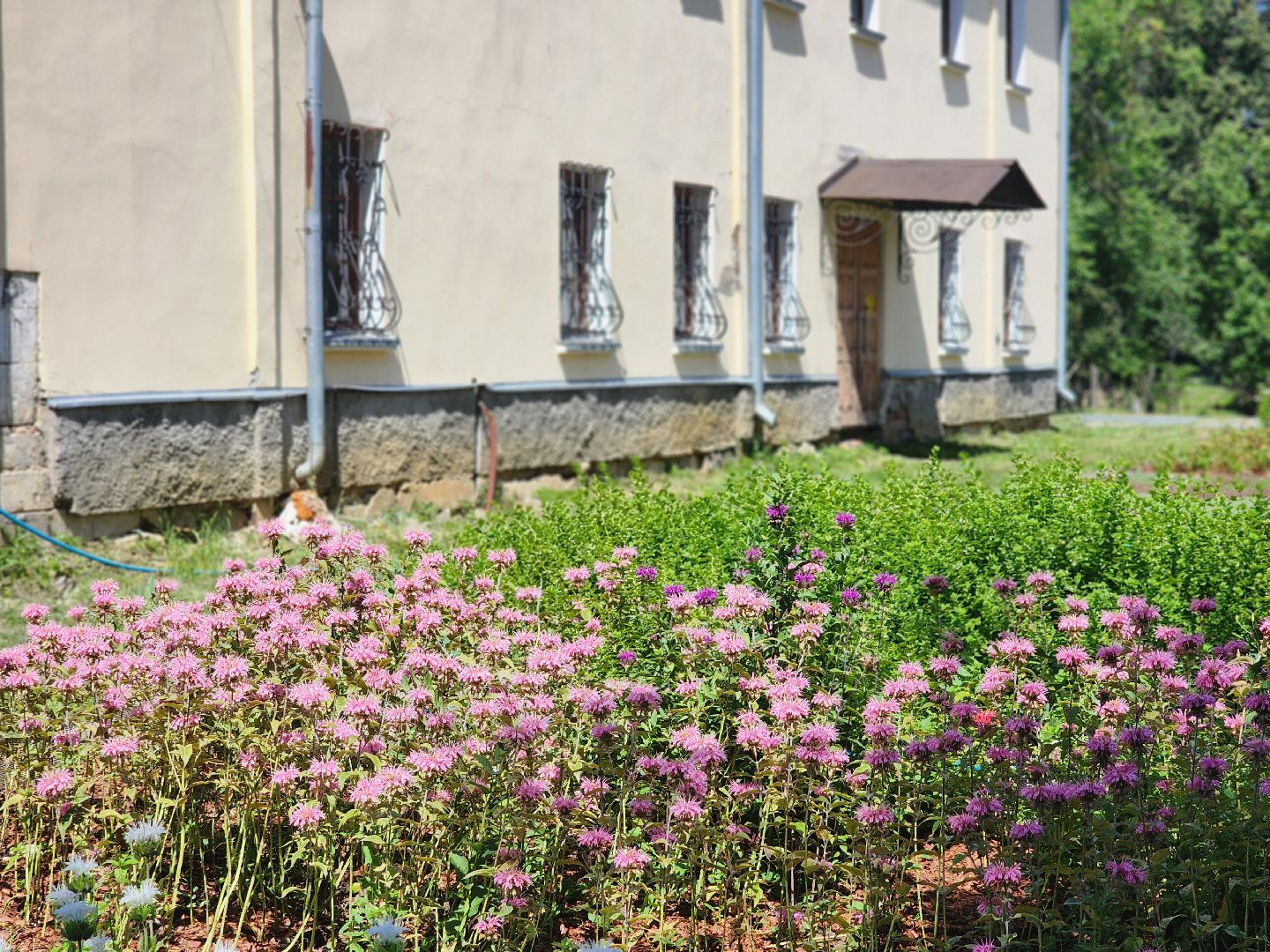 воскресенск, парк кривякино, цветы,