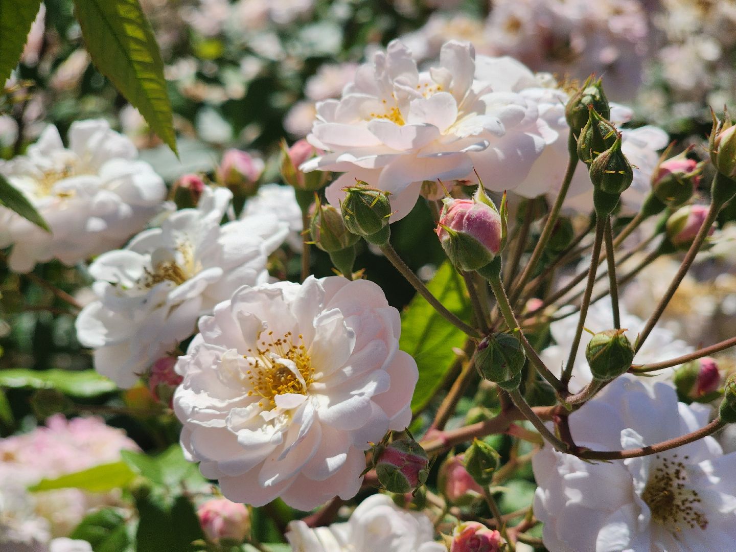 воскресенск, парк кривякино, цветы,