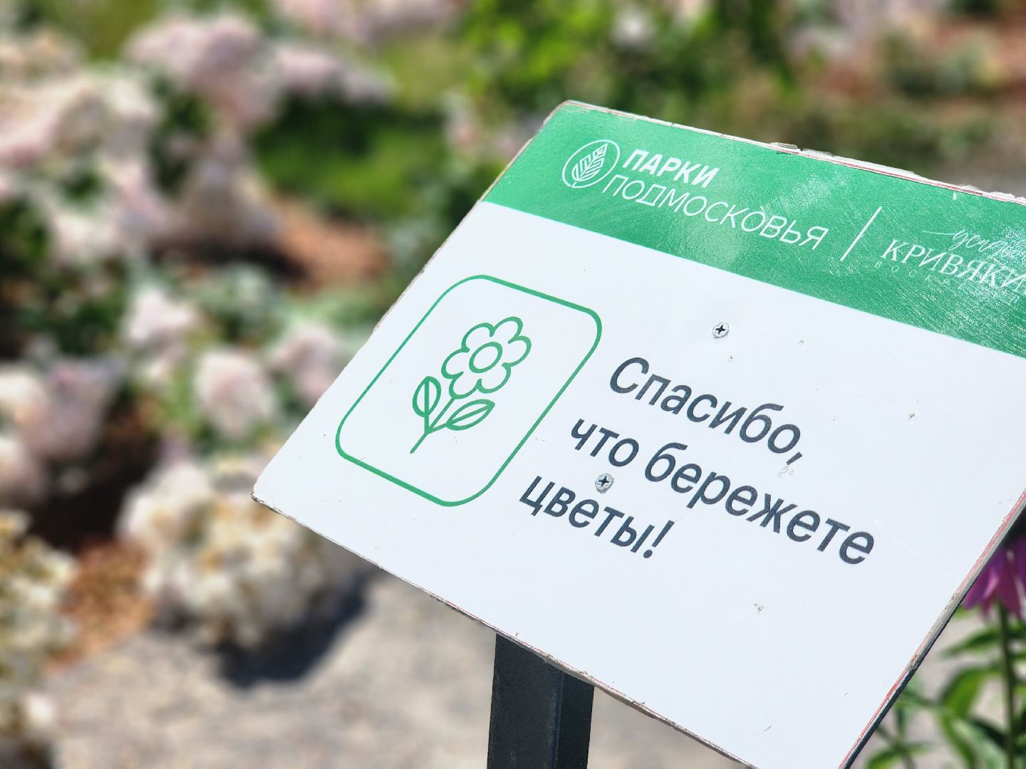 воскресенск, парк кривякино, цветы,