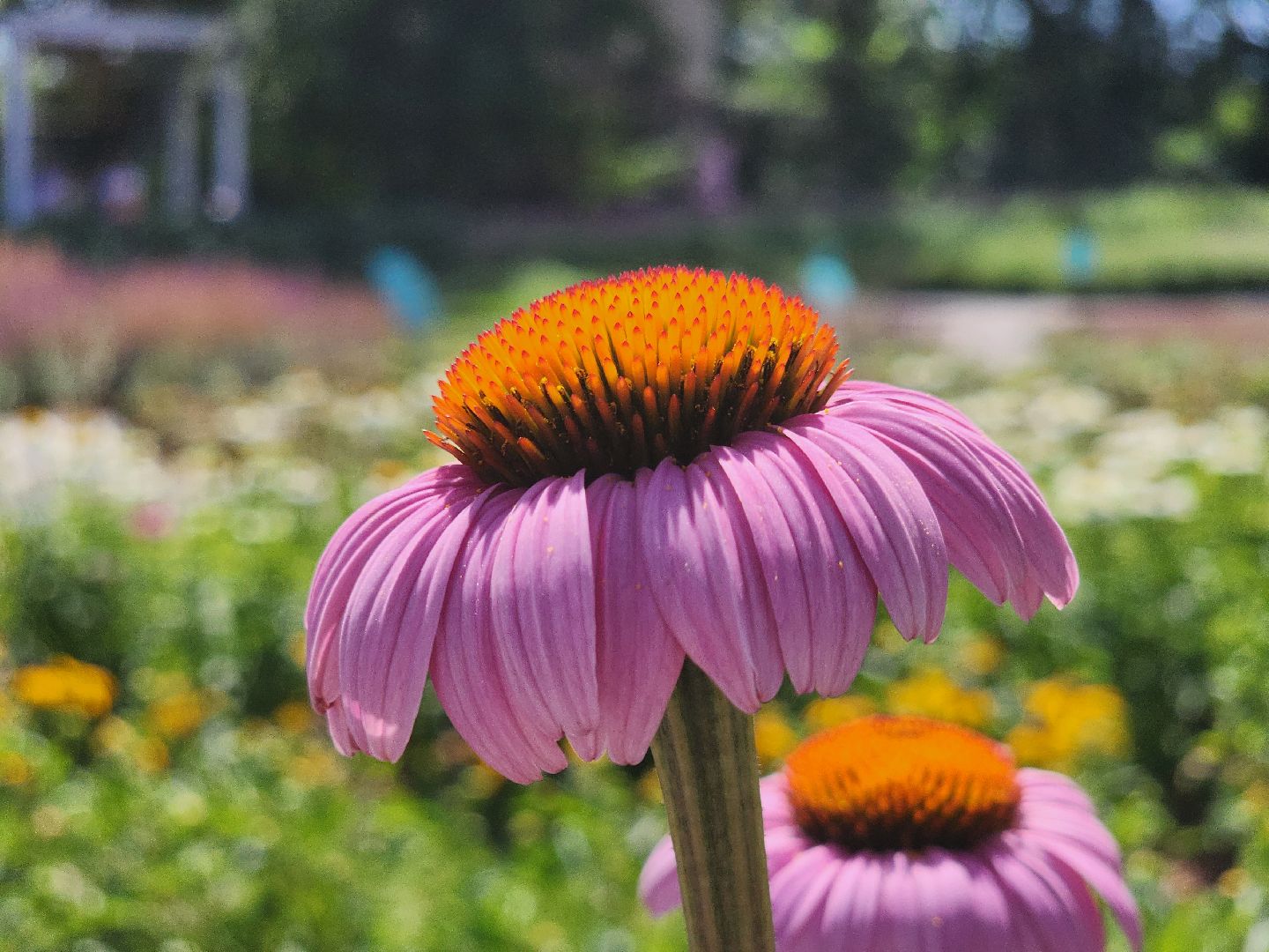 воскресенск, парк кривякино, цветы,