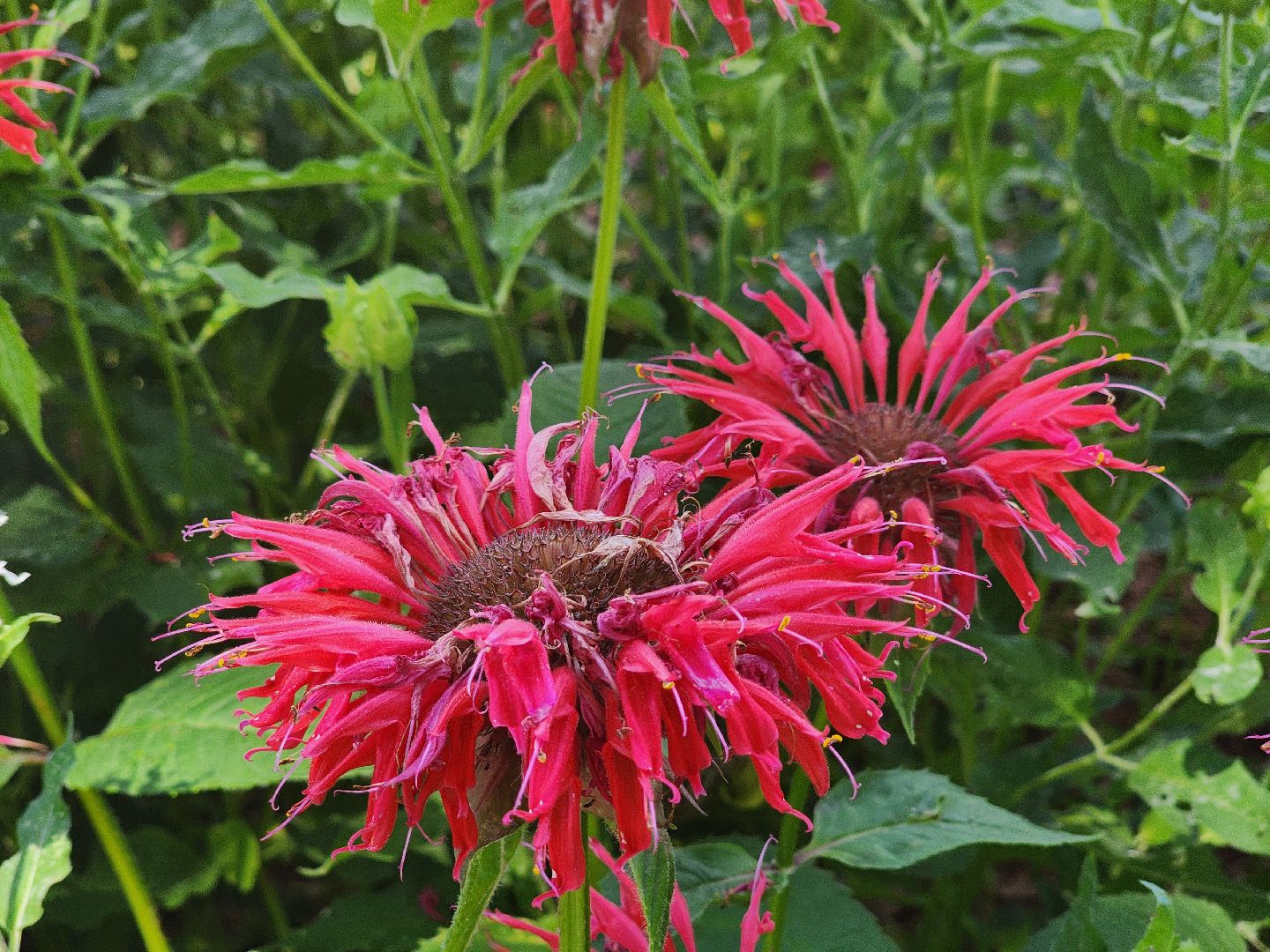 воскресенск, парк кривякино, цветы,