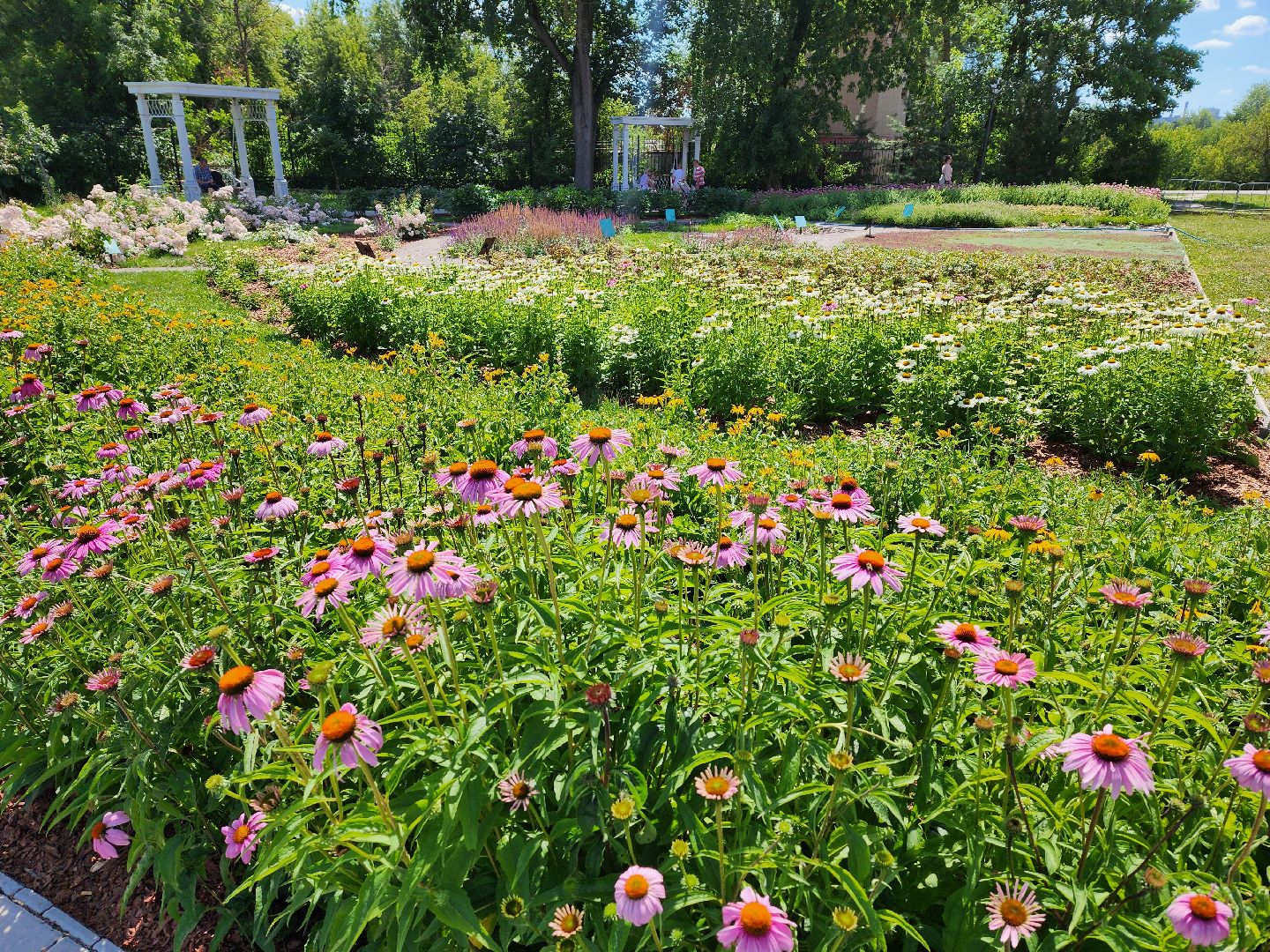 воскресенск, парк кривякино, цветы,
