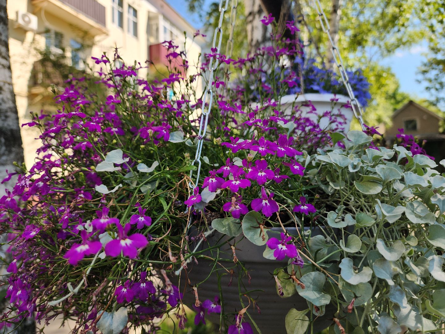 красногорск, опалиха, сад, цветы,