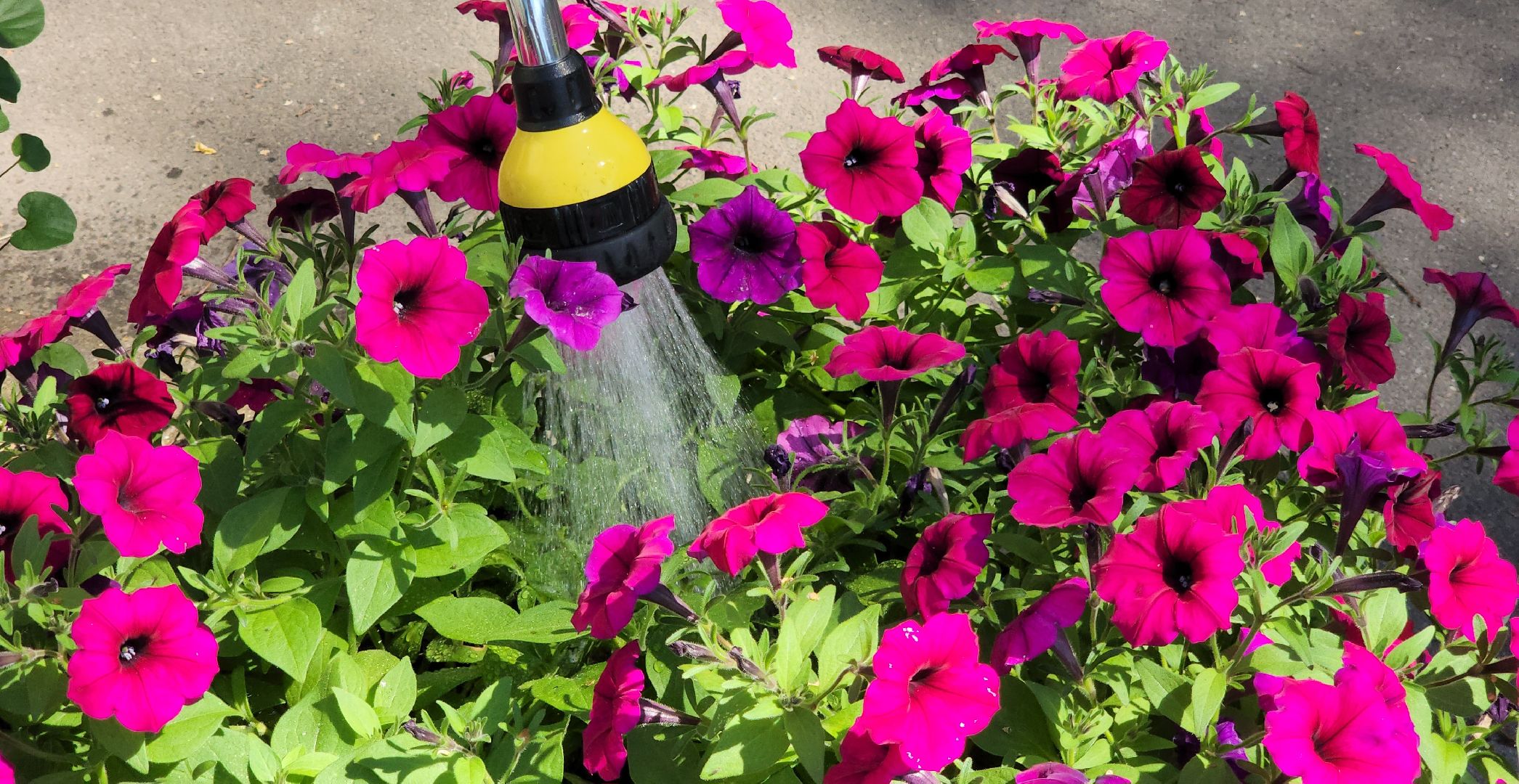 красногорск, опалиха, сад, цветы,