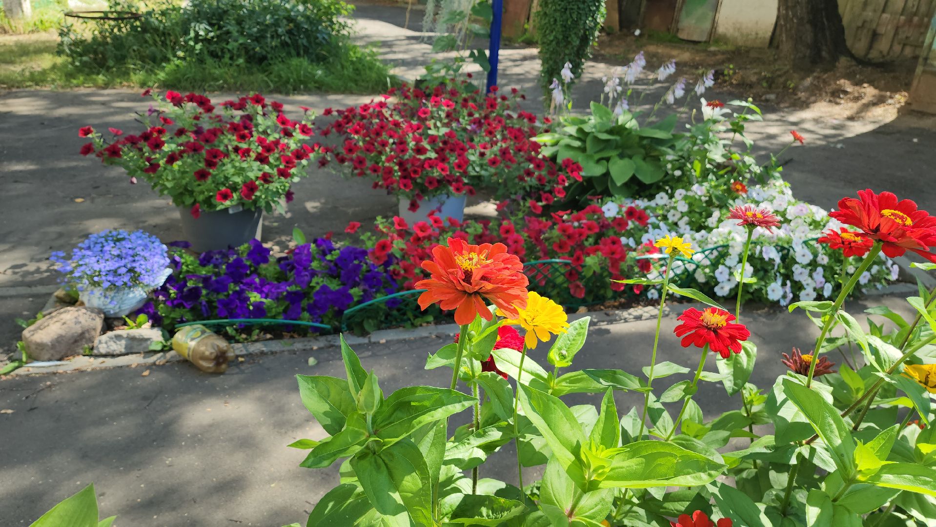 красногорск, опалиха, сад, цветы,