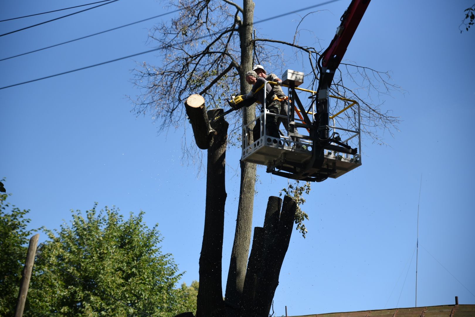 Бронницы, Благоустройство, Опиловка деревьев, Работы по опиловке, мбу благоустройство,