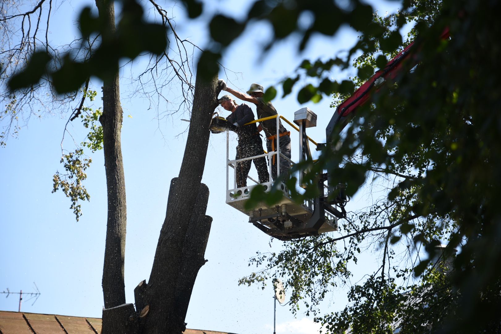 Бронницы, Благоустройство, Опиловка деревьев, Работы по опиловке, мбу благоустройство,