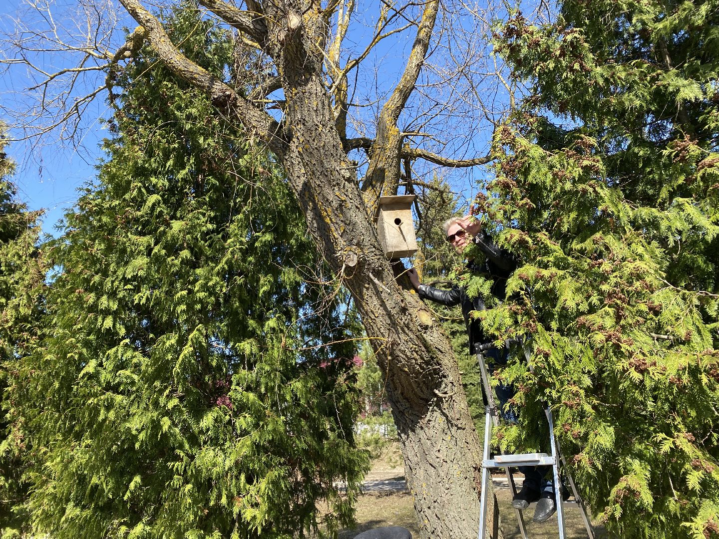 Чехов, перемены, благоустройство, скворечник, парк