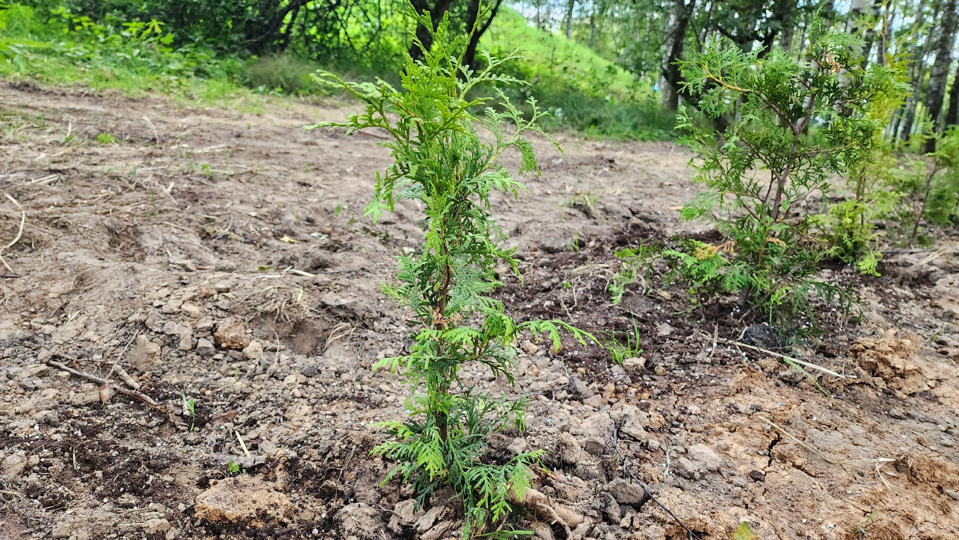 Туи, Взу, Лобня,
