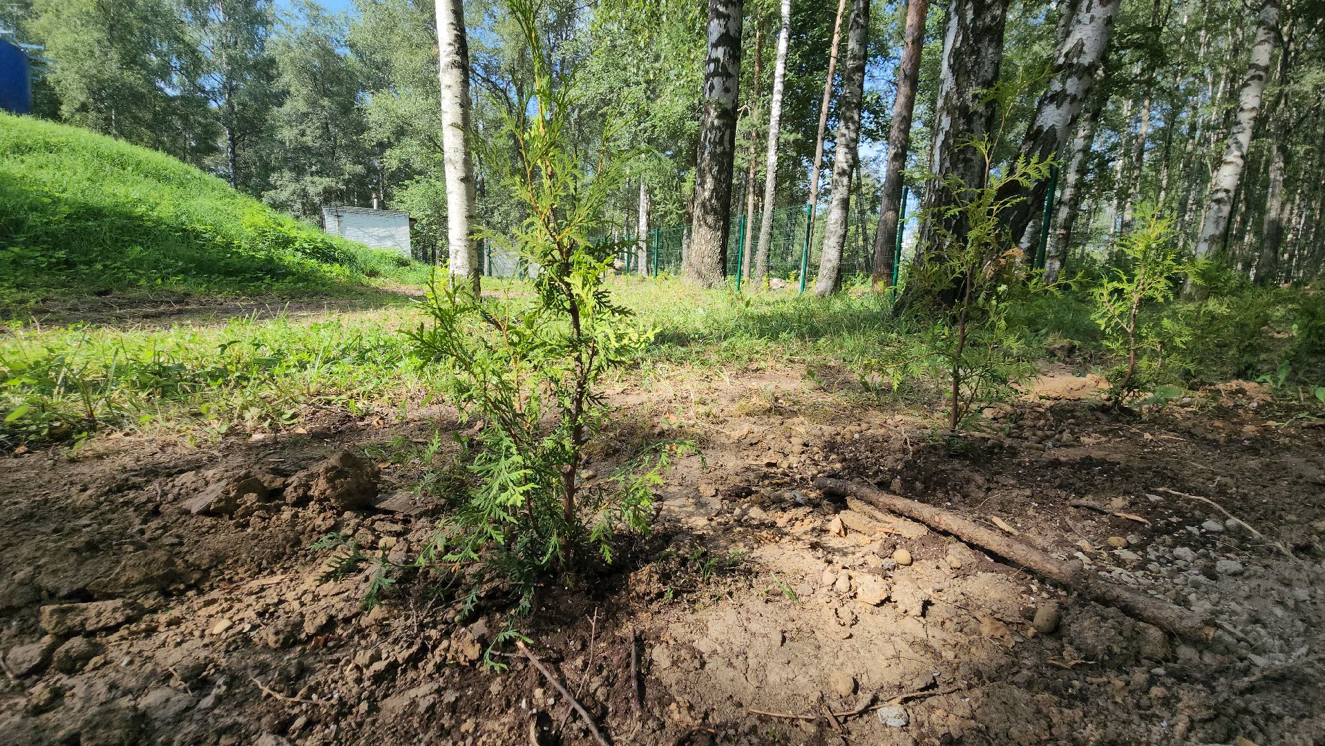 Туи, Взу, Лобня,