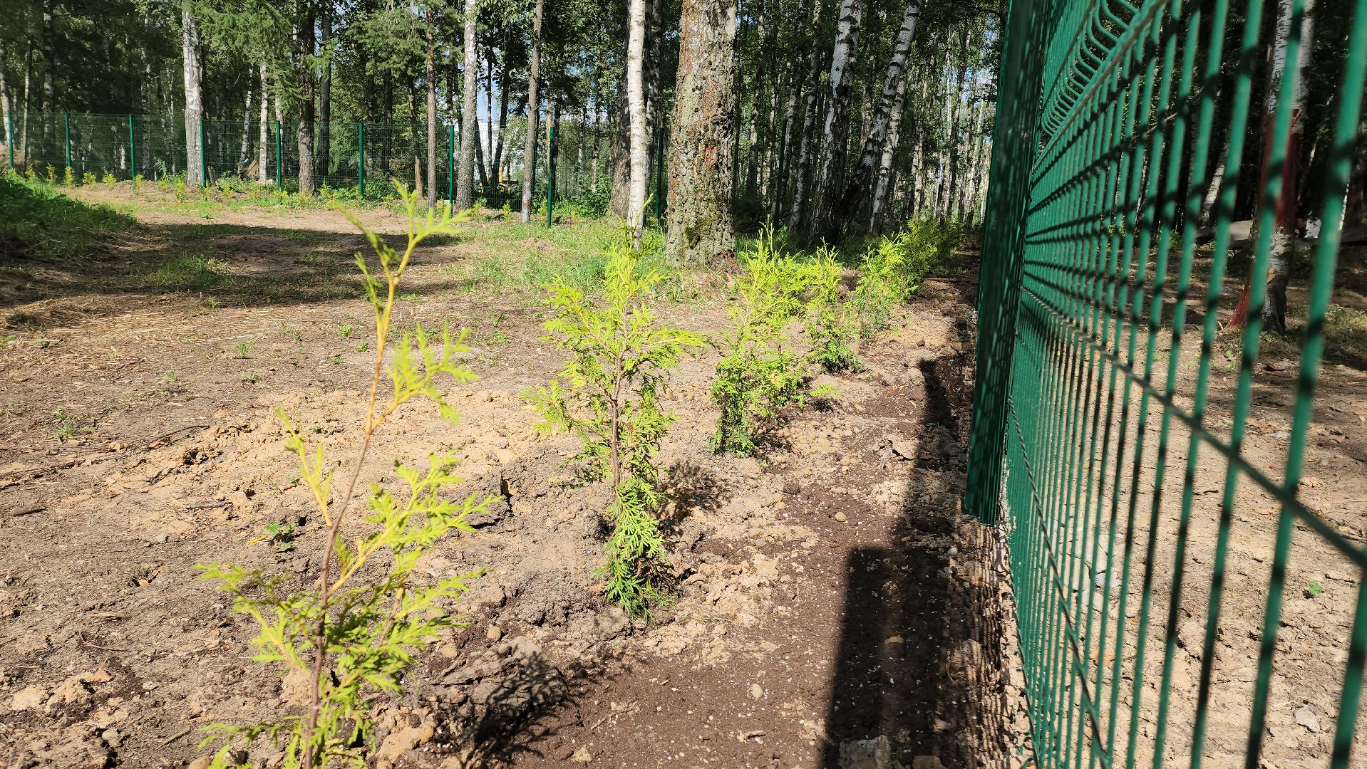 Туи, Взу, Лобня,