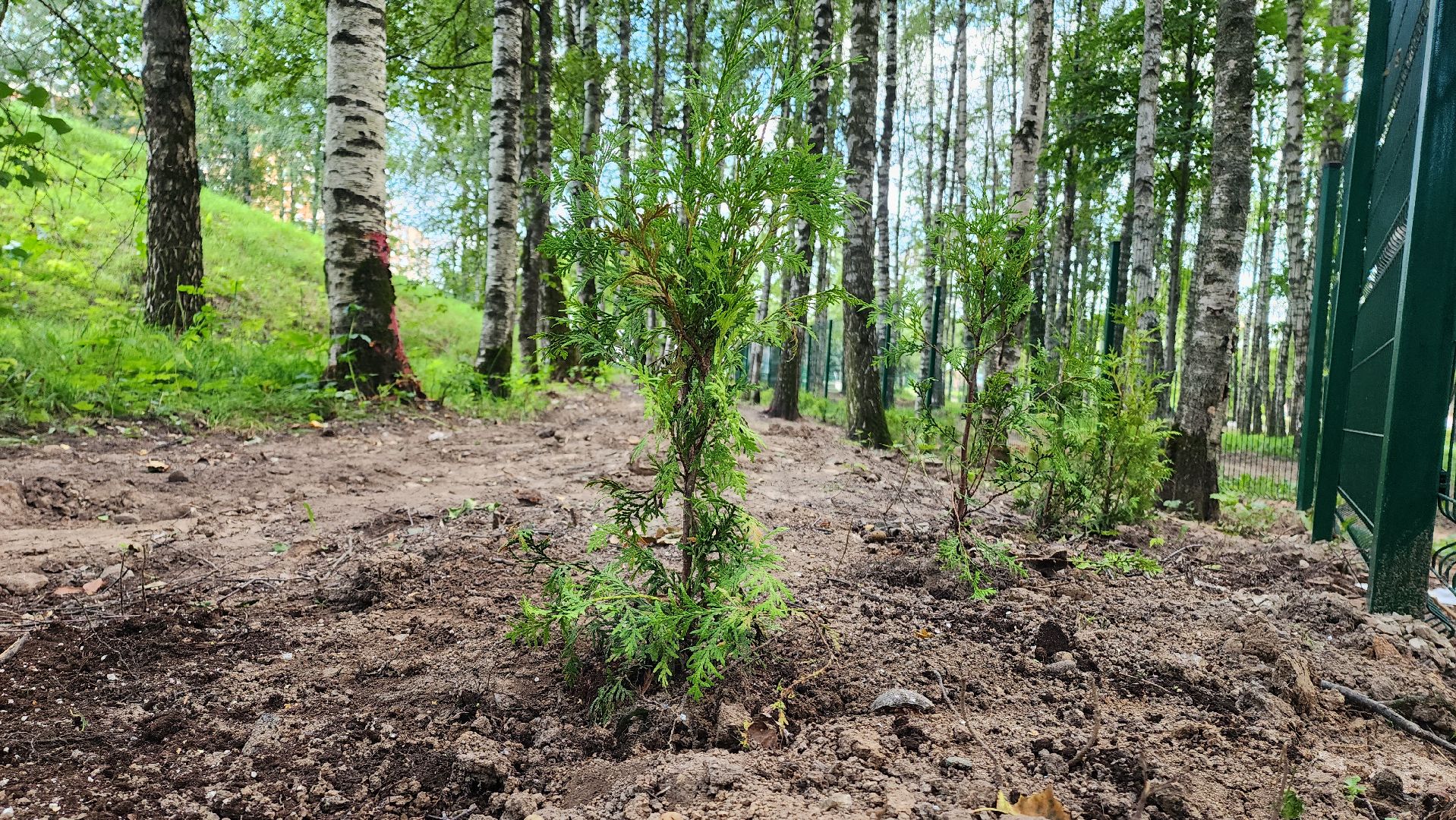 Туи, Взу, Лобня,