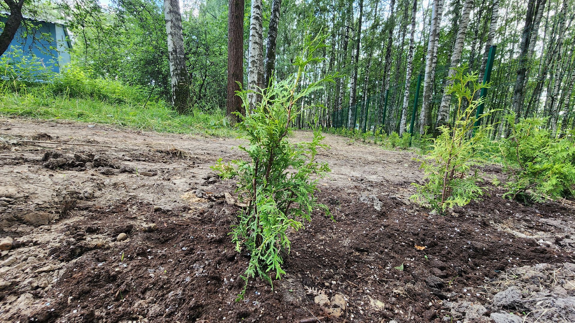 Туи, Взу, Лобня,